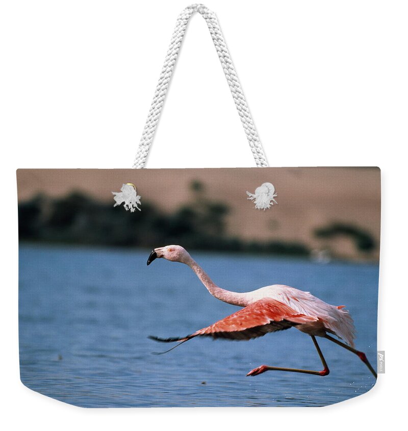 Taking Off Weekender Tote Bag featuring the photograph Greater Flamingo In Flight by George Lepp