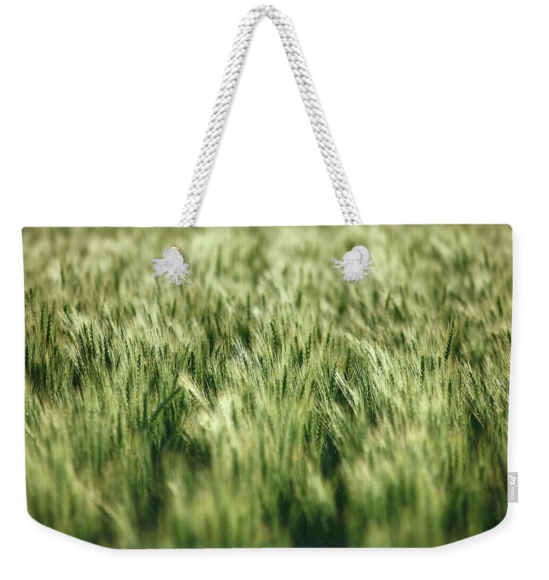 Green Weekender Tote Bag featuring the photograph Green Growing Wheat by Todd Klassy