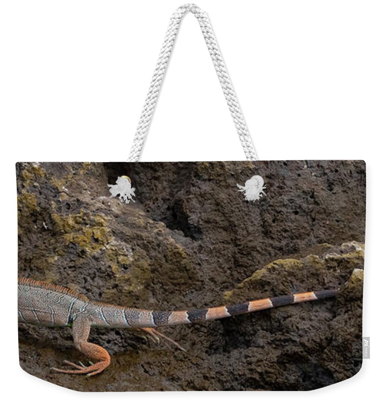 Iguana Weekender Tote Bag featuring the photograph Green Iguana by Patrick Nowotny