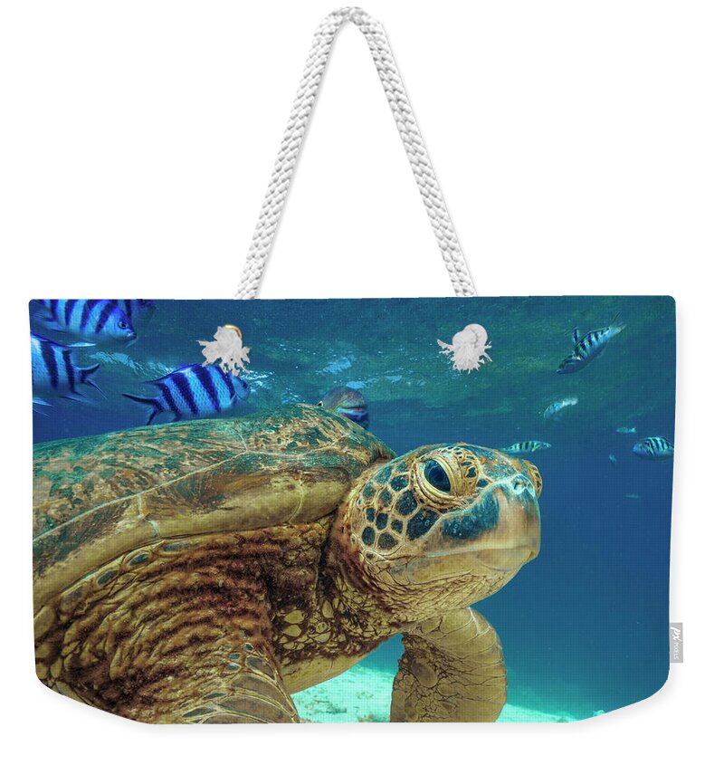 00586423 Weekender Tote Bag featuring the photograph Green Sea Turtle, Balicasag Island, Philippines by Tim Fitzharris
