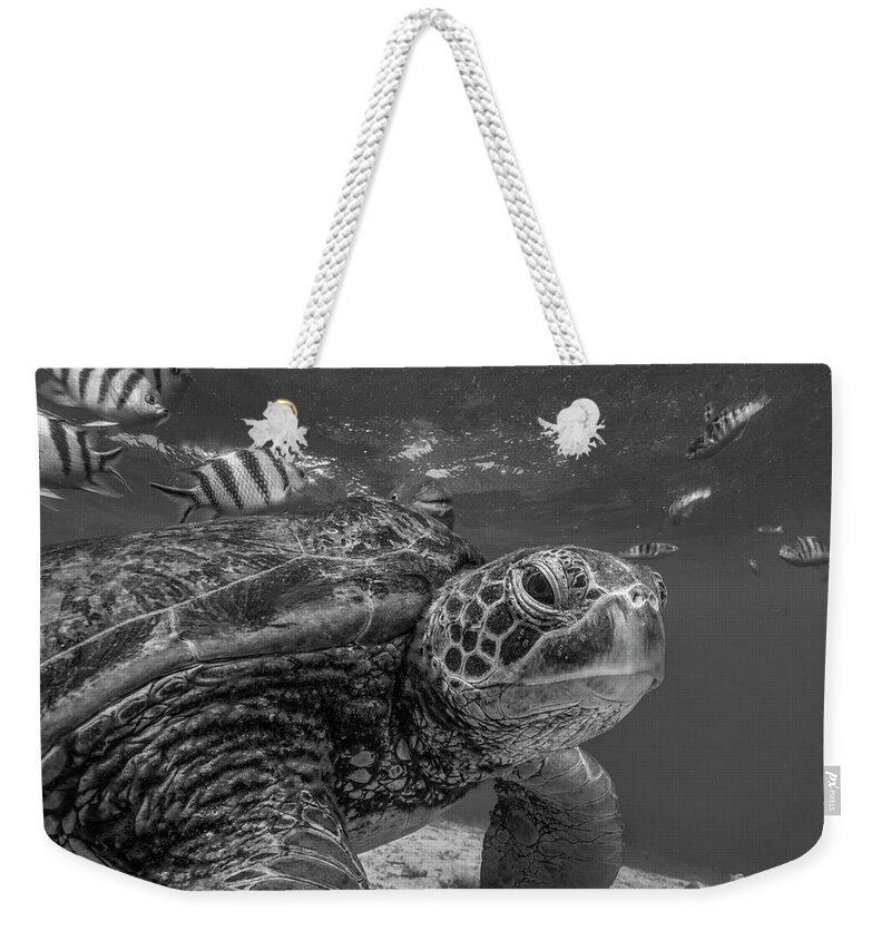Disk1215 Weekender Tote Bag featuring the photograph Green Sea Turtle Philippines by Tim Fitzharris