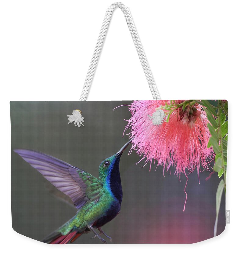 00557679 Weekender Tote Bag featuring the photograph Green-throated Mango Feeding, Trinidad by Tim Fitzharris