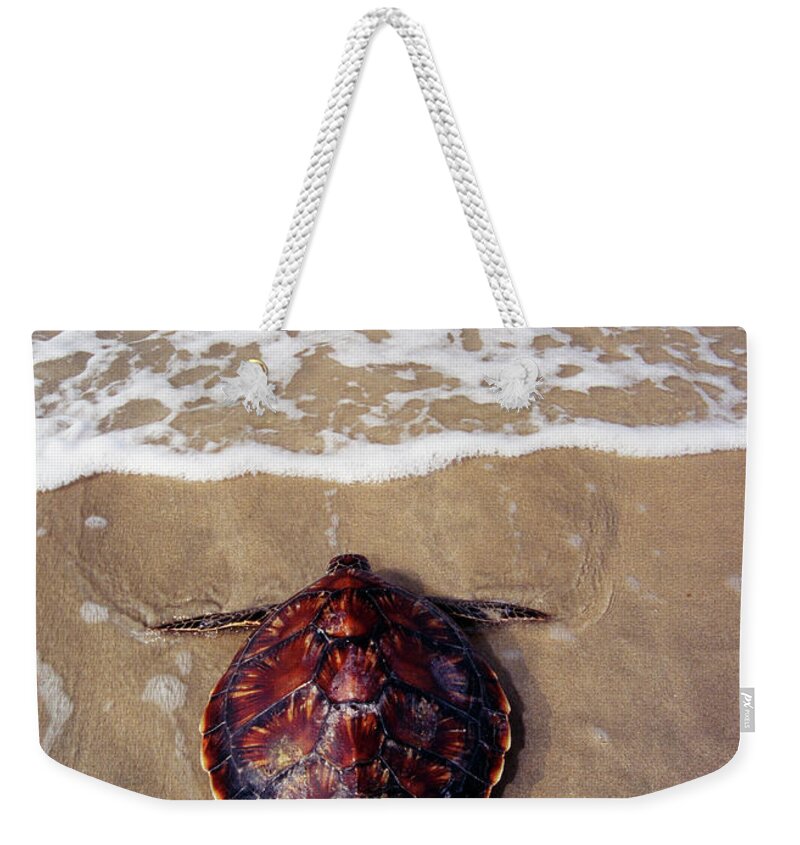 One Animal Weekender Tote Bag featuring the photograph Green Turtle Entering Sea, High Angle by Mike Hill