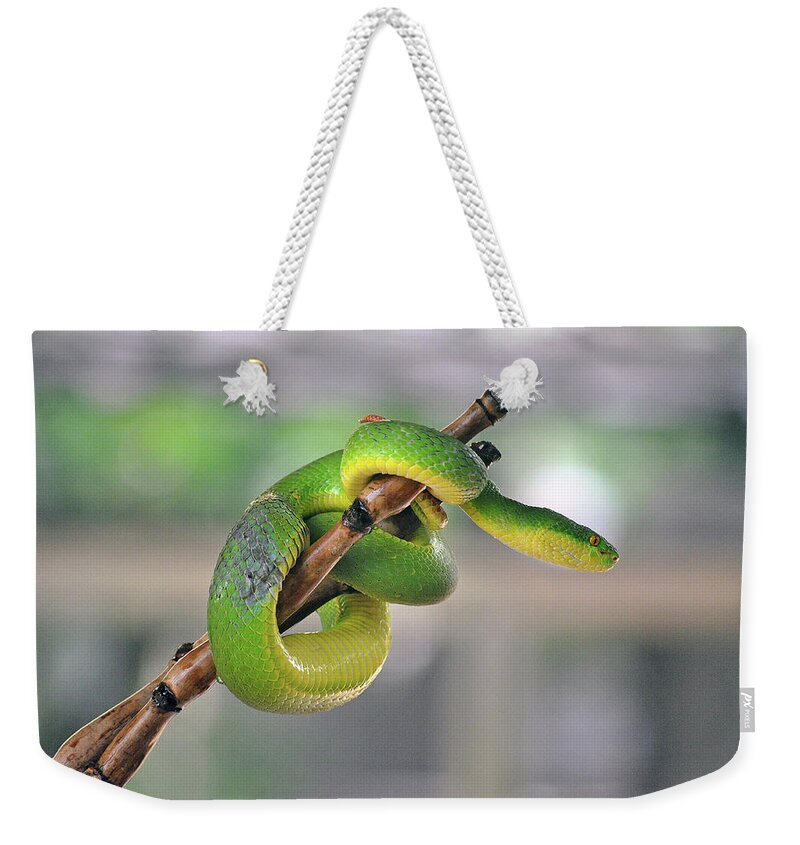 Pit Viper Weekender Tote Bag featuring the photograph Green White-lipped Pit Viper Snake On by Oliver J Davis Photography
