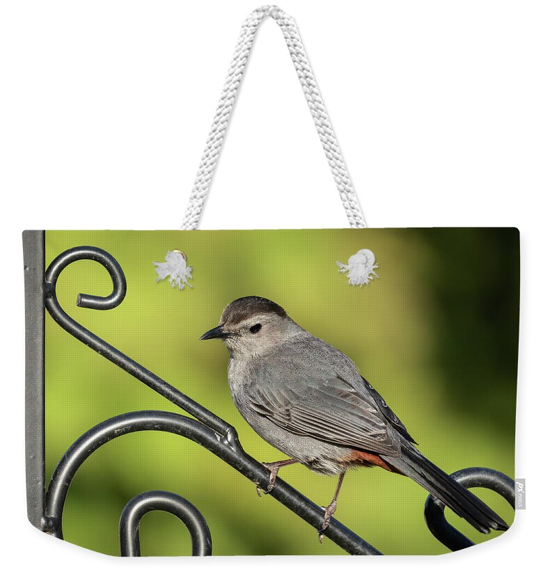 Grey Catbird Weekender Tote Bag featuring the photograph Grey Catbird 2019-1 by Thomas Young