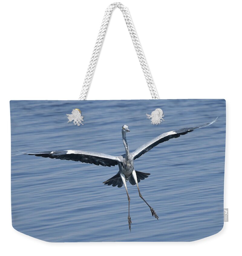Heron Weekender Tote Bag featuring the photograph Grey Heron in for a Landing by Ben Foster