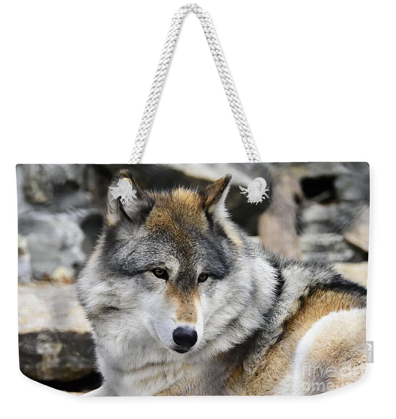 Photography Weekender Tote Bag featuring the photograph Grey Wolf by Larry Ricker