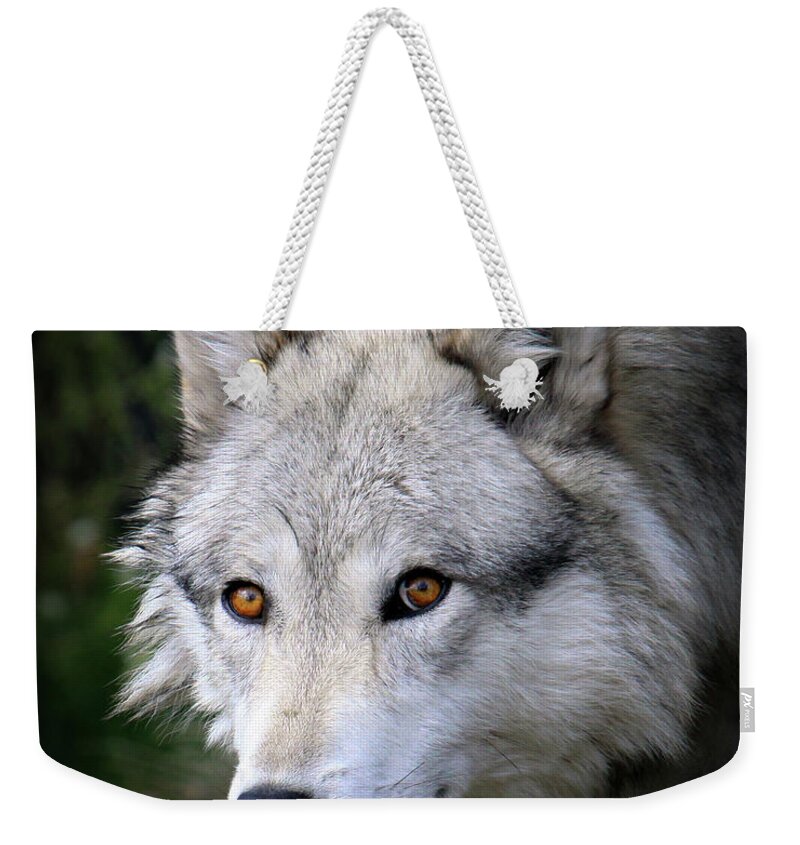 Animal Themes Weekender Tote Bag featuring the photograph Grey Wolf by Thanks! Steve Mckinzie
