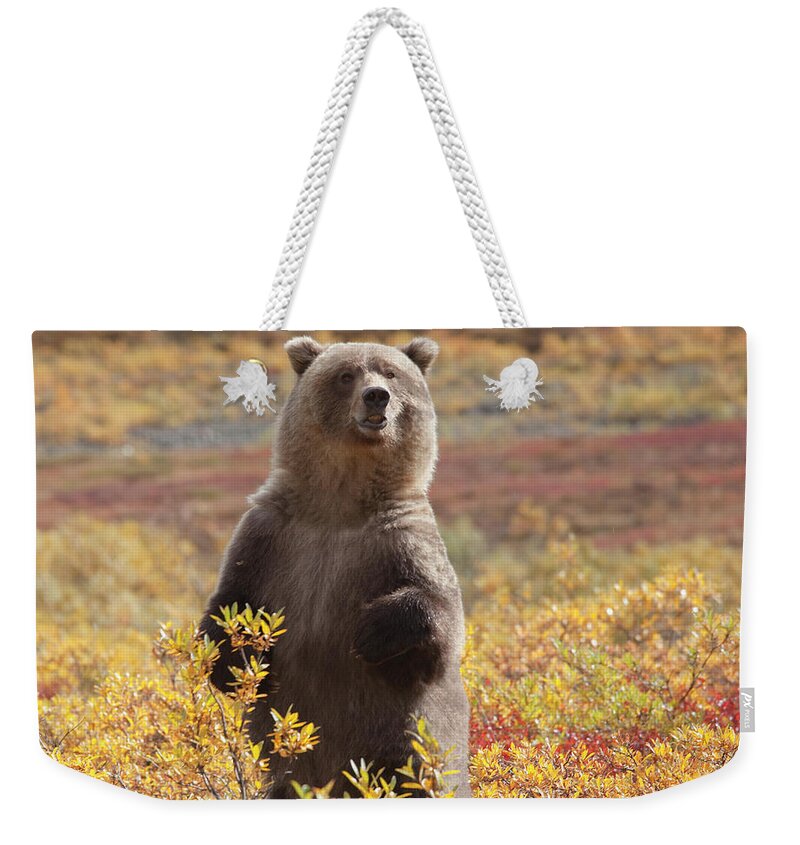 Brown Bear Weekender Tote Bag featuring the photograph Grizzly Bear Standing Amid Autumn by Dhughes9