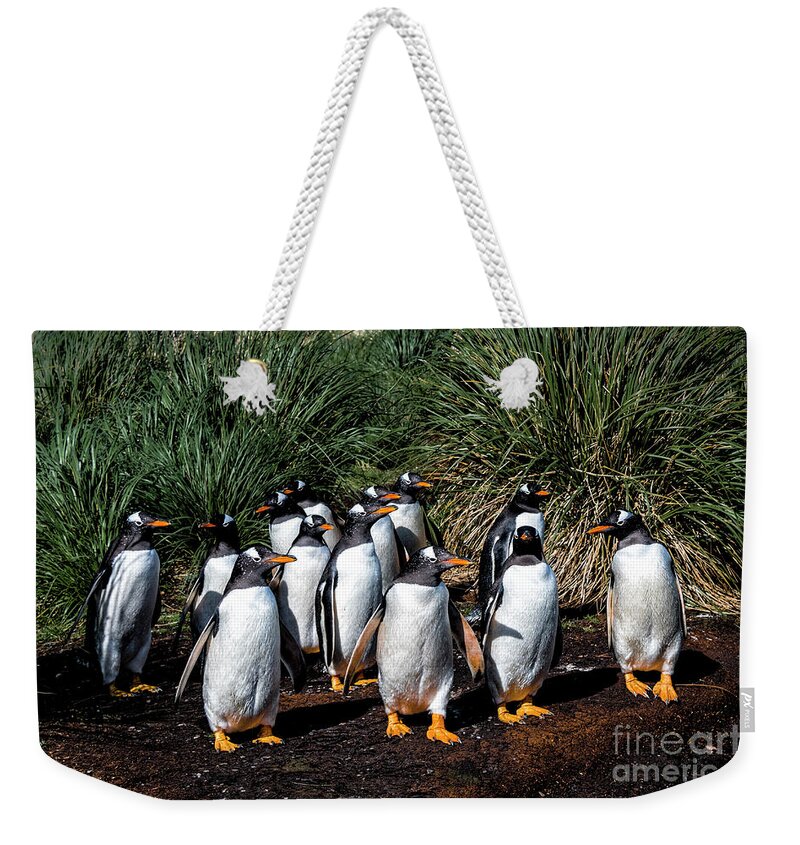Gentoo Penguin Weekender Tote Bag featuring the photograph Group Outing by Paulette Sinclair