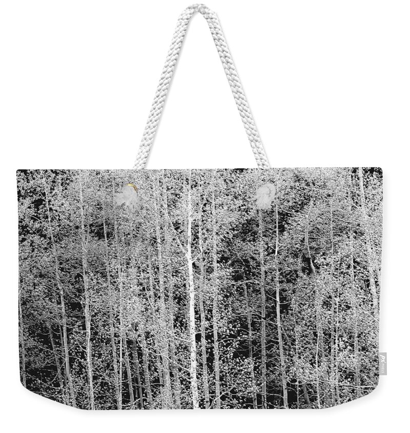 Outdoors Weekender Tote Bag featuring the photograph Grove Of Aspen Trees Populus by David Epperson
