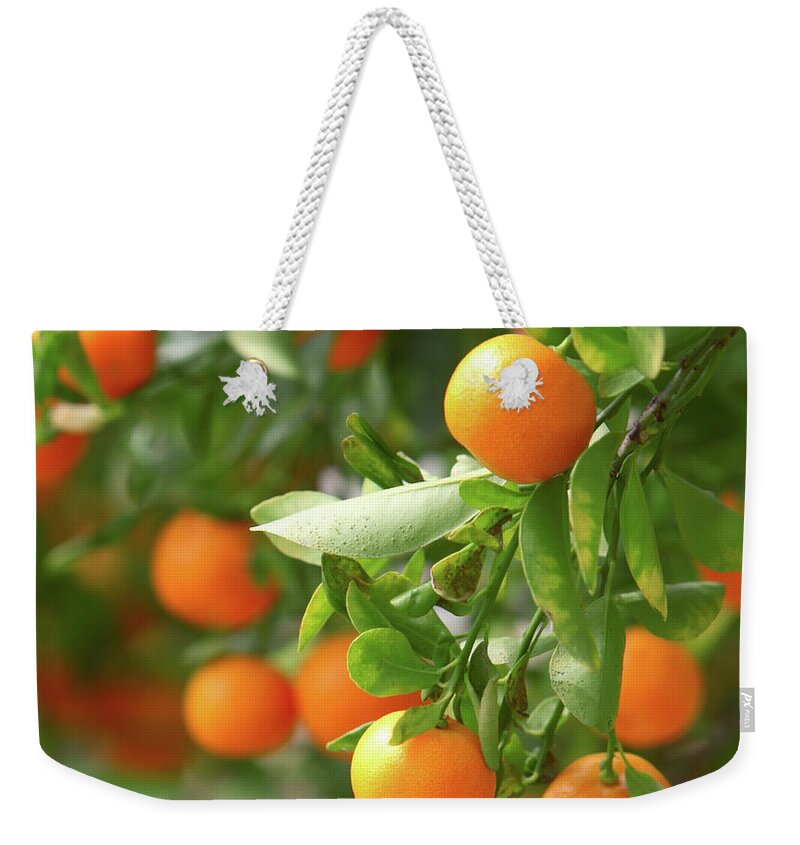 Orange Color Weekender Tote Bag featuring the photograph Growing Tangerines by Filo