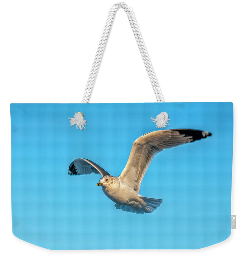 Seagull Weekender Tote Bag featuring the photograph Gull In Flight 2 by Cathy Kovarik