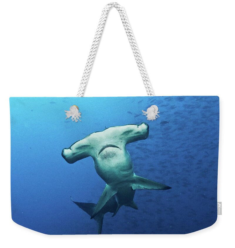 Underwater Weekender Tote Bag featuring the photograph Hammerhead Shark Galapagos by Kadu Pinheiro