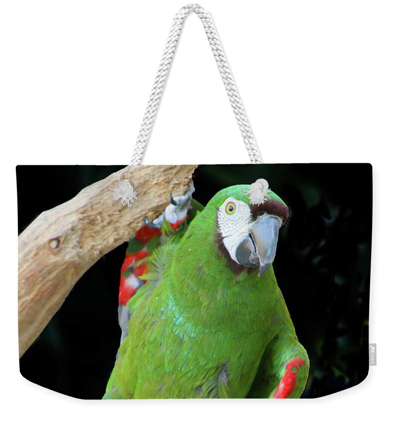 Fauna Weekender Tote Bag featuring the photograph Hang In There... by Mariarosa Rockefeller