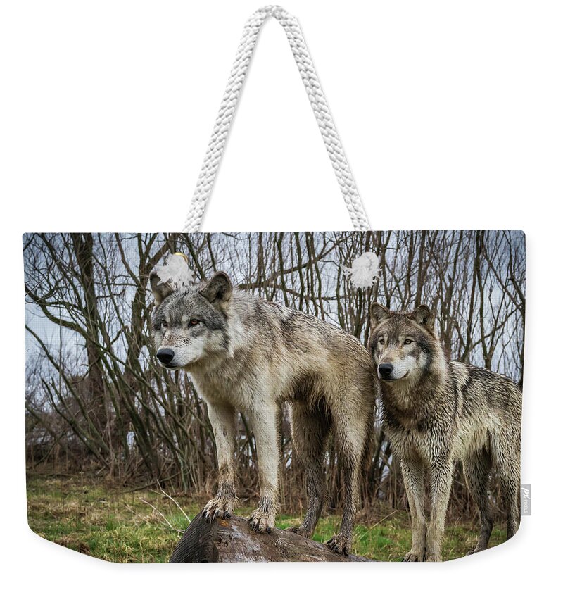 Wolves Wolf Weekender Tote Bag featuring the photograph Hangin on the Log by Laura Hedien