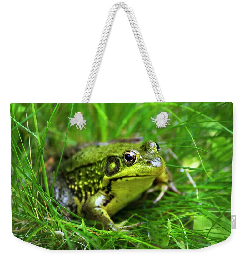 Frog Weekender Tote Bag featuring the photograph Happy Green Frog by Christina Rollo