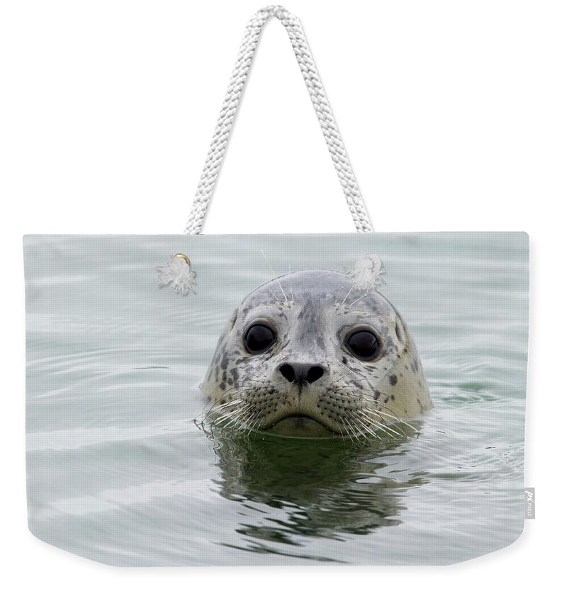 Sebastian Kennerknecht Weekender Tote Bag featuring the photograph Harbor Seal Pup In Elkhorn Slough by Sebastian Kennerknecht