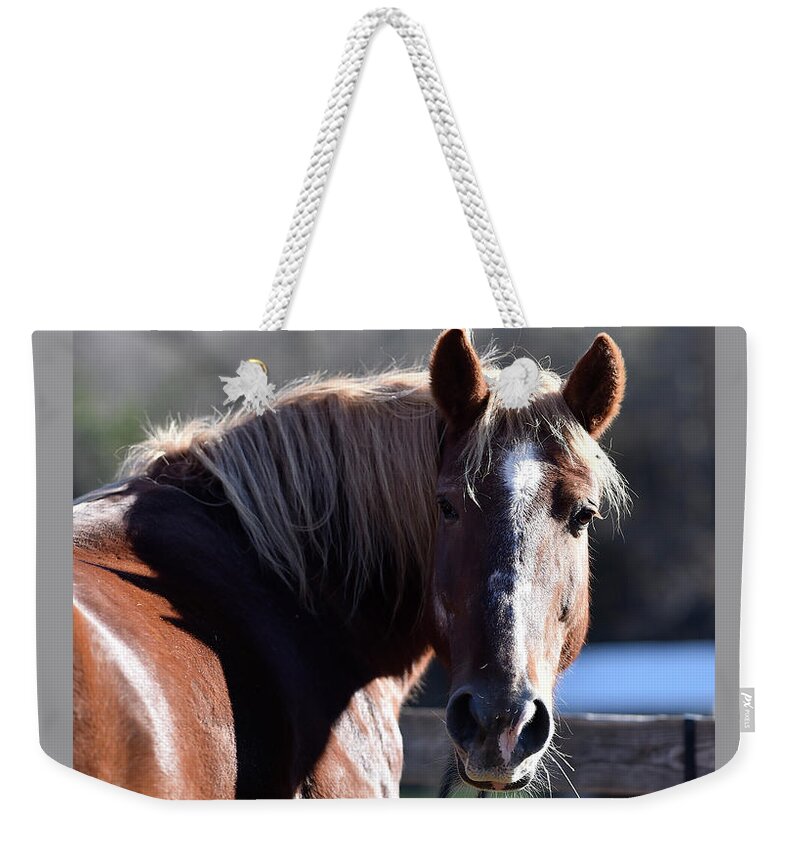 Rosemary Farm Weekender Tote Bag featuring the photograph Harper by Carien Schippers