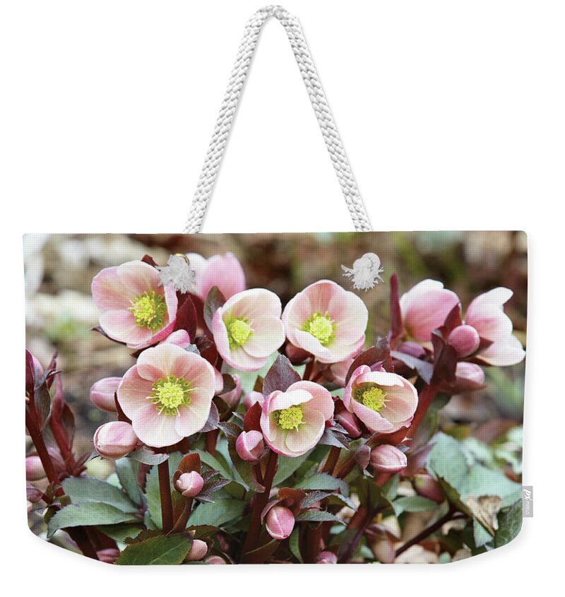 Flowers Weekender Tote Bag featuring the photograph Hellebores by Garden Gate magazine