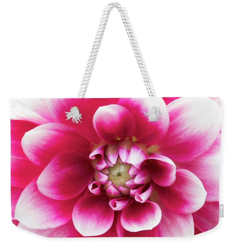 Dahlia Weekender Tote Bag featuring the photograph Hello Dahling by Patty Colabuono