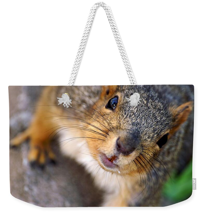 Fox Squirrel Weekender Tote Bag featuring the photograph Hello Mr. Squirrel by Don Northup