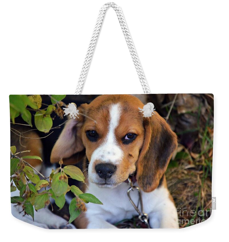 Beagle Puppy Weekender Tote Bag featuring the photograph Hermine The Beagle by Thomas Schroeder