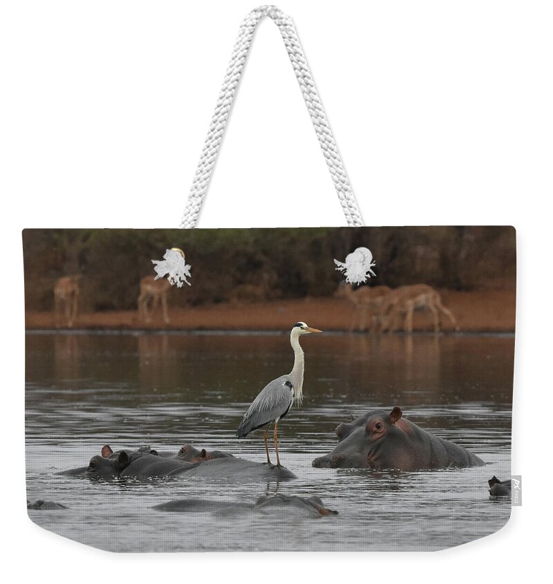 Hippos Weekender Tote Bag featuring the photograph Heron on a Hippo by Ben Foster