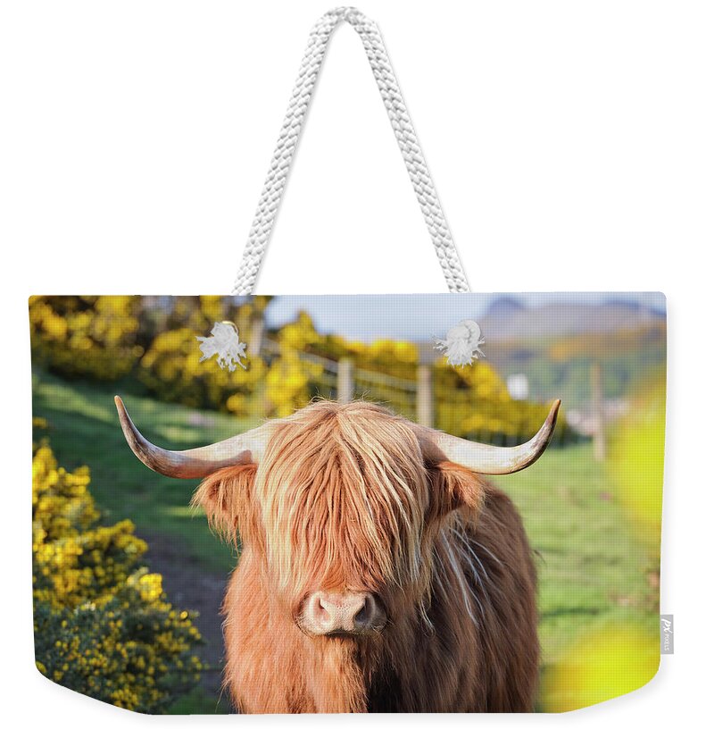 Horned Weekender Tote Bag featuring the photograph Highland Cow In Flowering Gorse by Georgeclerk
