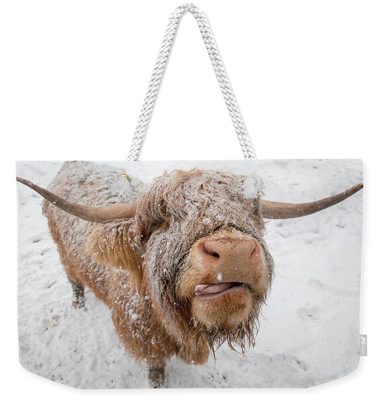 Adam West Weekender Tote Bag featuring the photograph Highland Cow Tasting Snow by Adam West