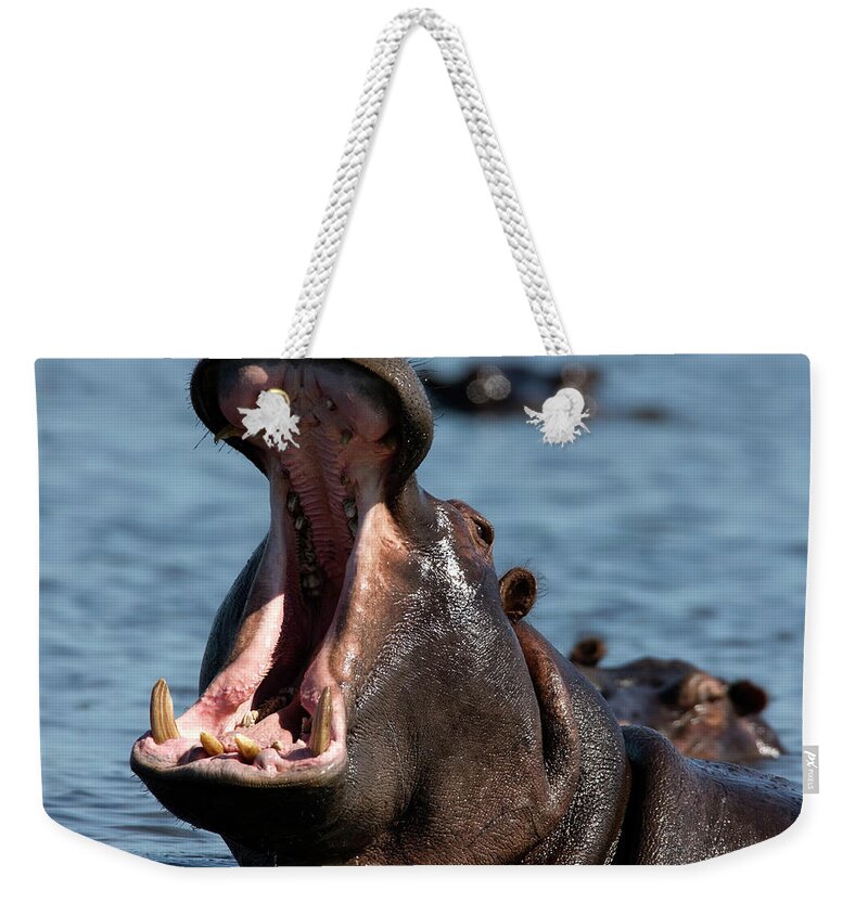 Botswana Weekender Tote Bag featuring the photograph Hippo Yawn by Pjmalsbury