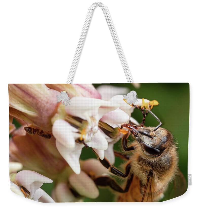 Honey Bee Honeybee Insect Nature Closeup Close Up Close-up Ir Infrared 720nm Outside Outdoors Brian Hale Brianhalephoto Pollinia Pollinium Proboscis Weekender Tote Bag featuring the photograph Honeybee Nectar Search by Brian Hale