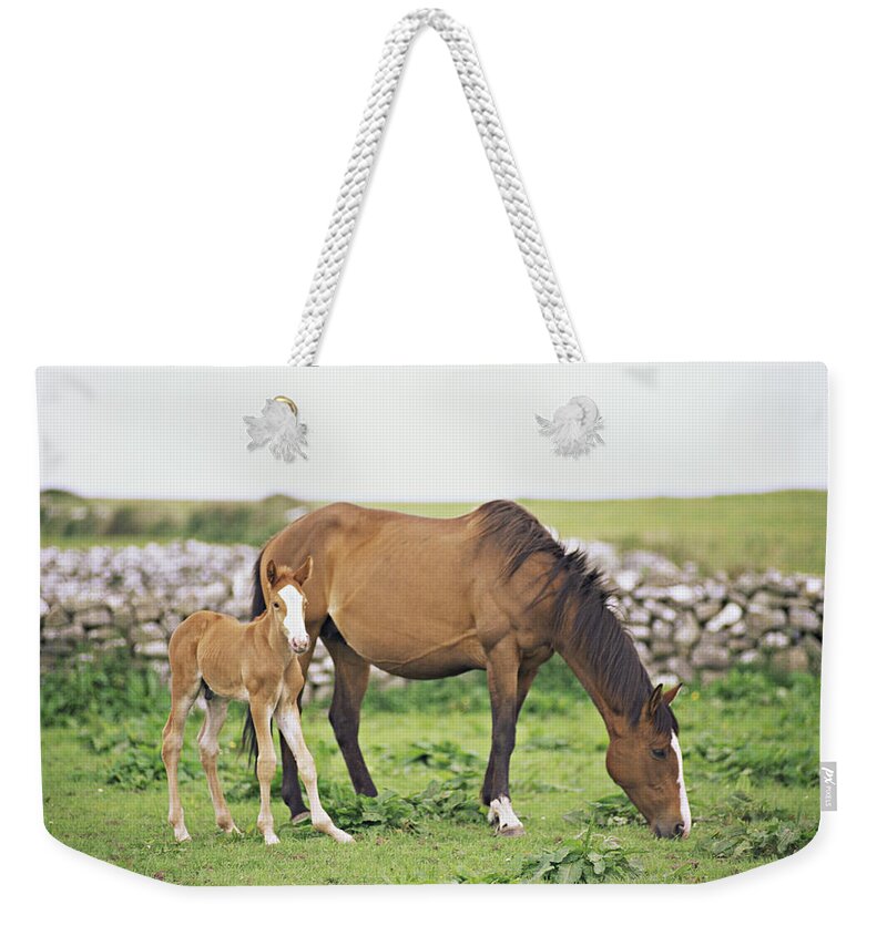 Horse Weekender Tote Bag featuring the photograph Horse And Foal Grazing In Field by Jenifer Harrington