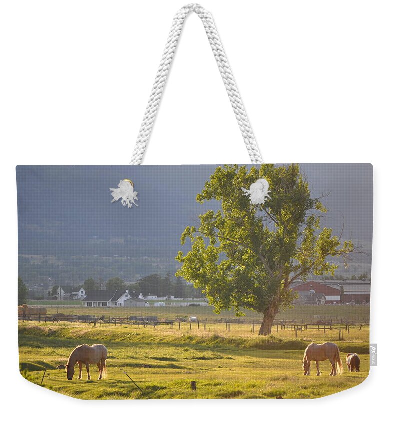 Horses Weekender Tote Bag featuring the photograph Horses Grazing by Mike Helland
