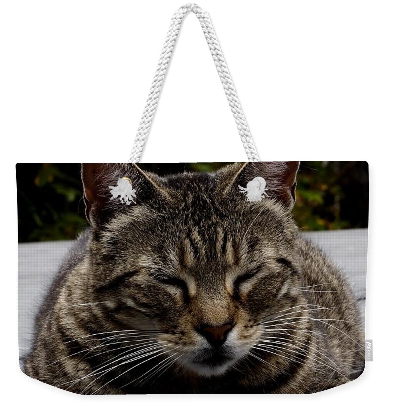 Animal Weekender Tote Bag featuring the photograph Hot Tub Cat by Richard Thomas