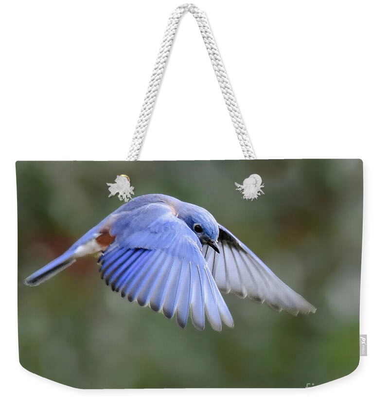 Bluebird Weekender Tote Bag featuring the photograph Hovering Bluebird by Amy Porter