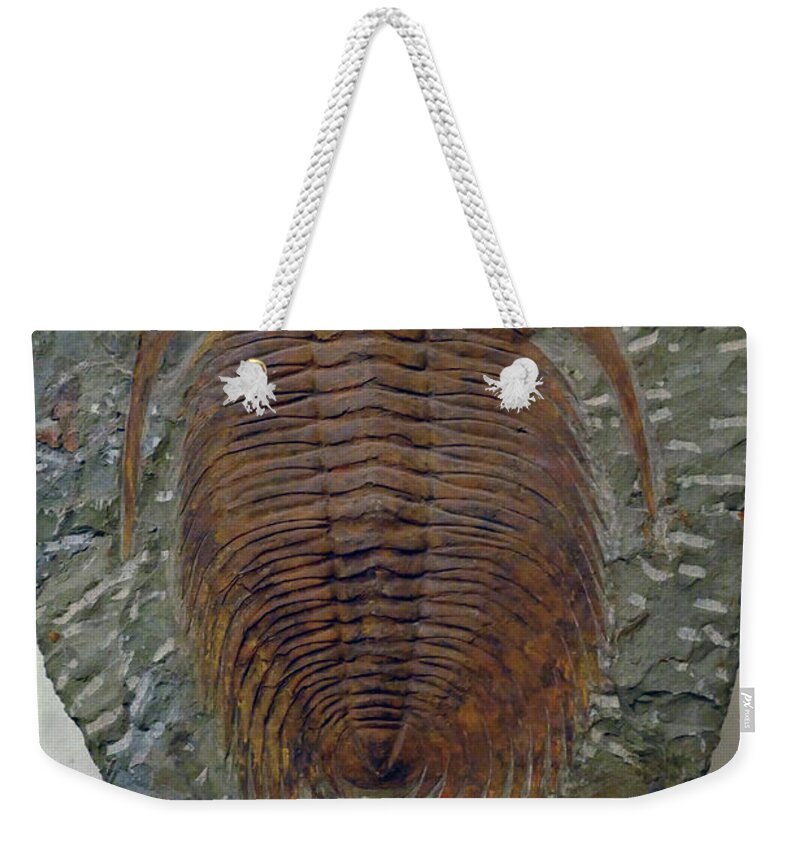 Erfouad Weekender Tote Bag featuring the photograph Huge trilobite fossil, hundreds of millions of years old by Steve Estvanik