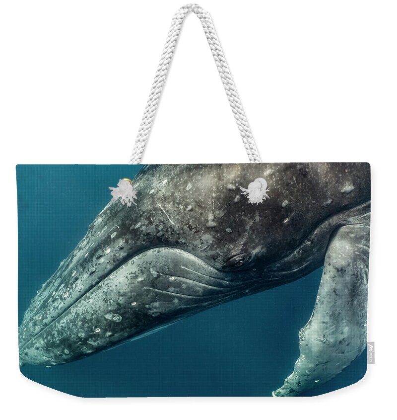 Animal Weekender Tote Bag featuring the photograph Humbpack Whale Up Close by Tui De Roy