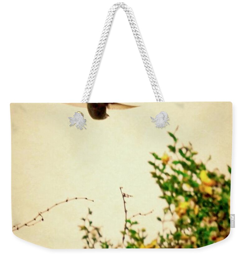 Costa's Hummingbird Weekender Tote Bag featuring the photograph Hummingbird and Creosote Blooming by Judy Kennedy