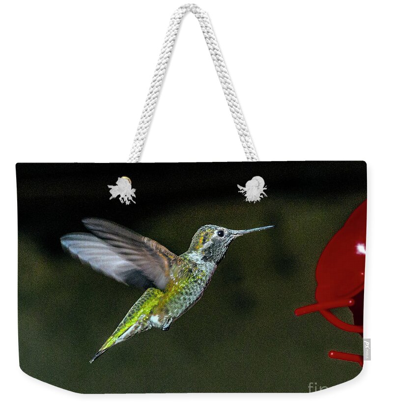  Weekender Tote Bag featuring the photograph Hummingbird Small Colorful Iridescent Feathers by David Zanzinger