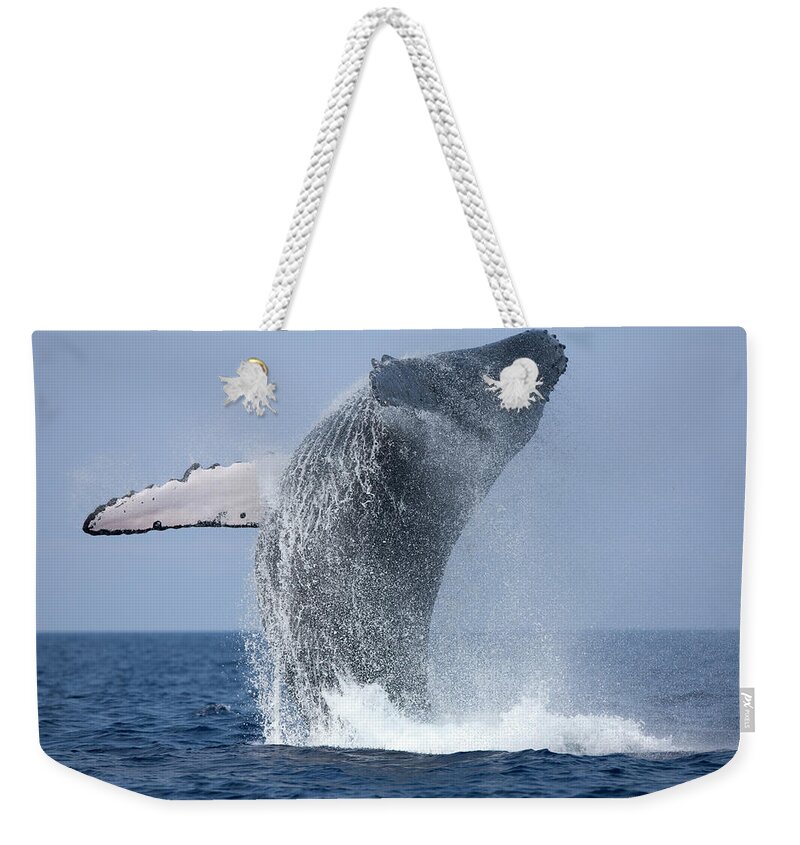 Spray Weekender Tote Bag featuring the photograph Humpback Whale Beaching, Hawaii by Paul Souders