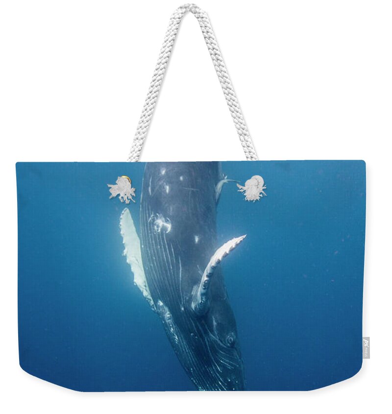 Sebastian Kennerknecht Weekender Tote Bag featuring the photograph Humpback Whale Calf Diving by Sebastian Kennerknecht