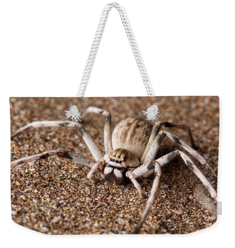 Disk1250 Weekender Tote Bag featuring the photograph Huntsman Spider by James Christensen