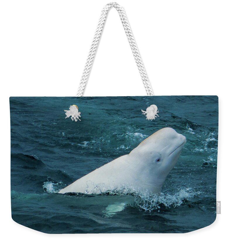 Hammerfest Weekender Tote Bag featuring the photograph Hvaldimir the Russian Spy Whale by Debra and Dave Vanderlaan