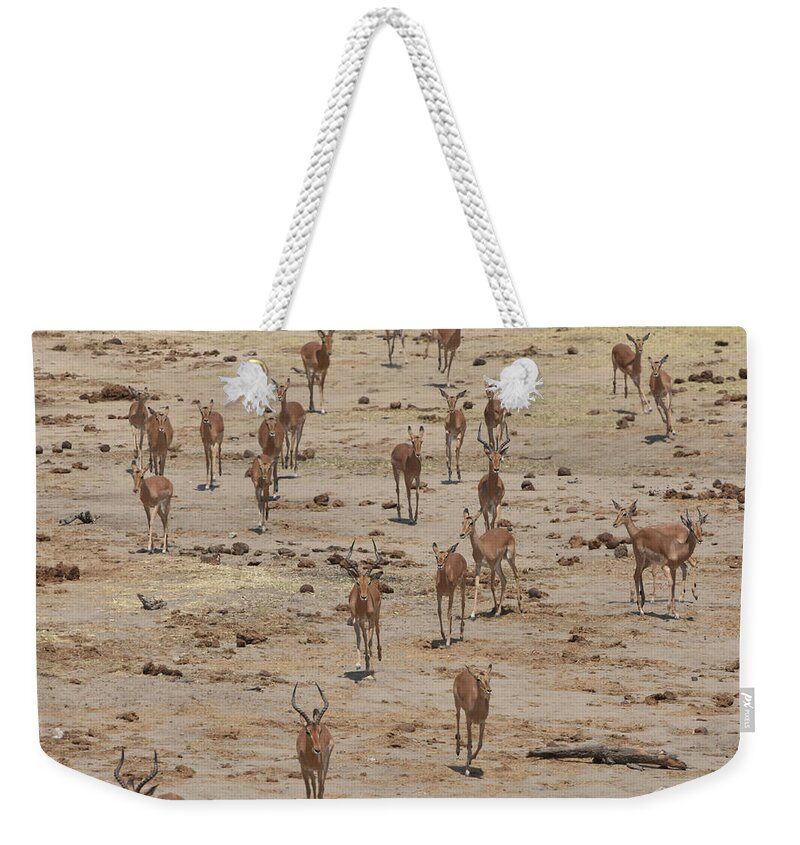 Impala Weekender Tote Bag featuring the photograph Impala Coming to Water by Ben Foster