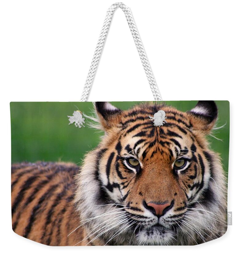 Animal Themes Weekender Tote Bag featuring the photograph Impressive, But Unimpressed by Brett Terry Photography