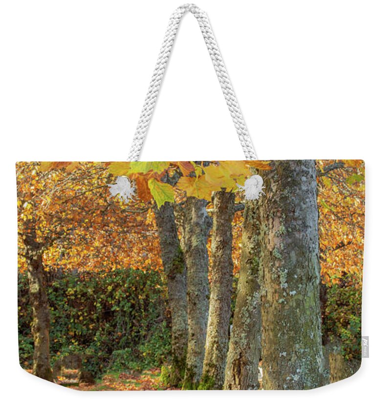 Autumn Weekender Tote Bag featuring the photograph In a Row by Bob Cournoyer