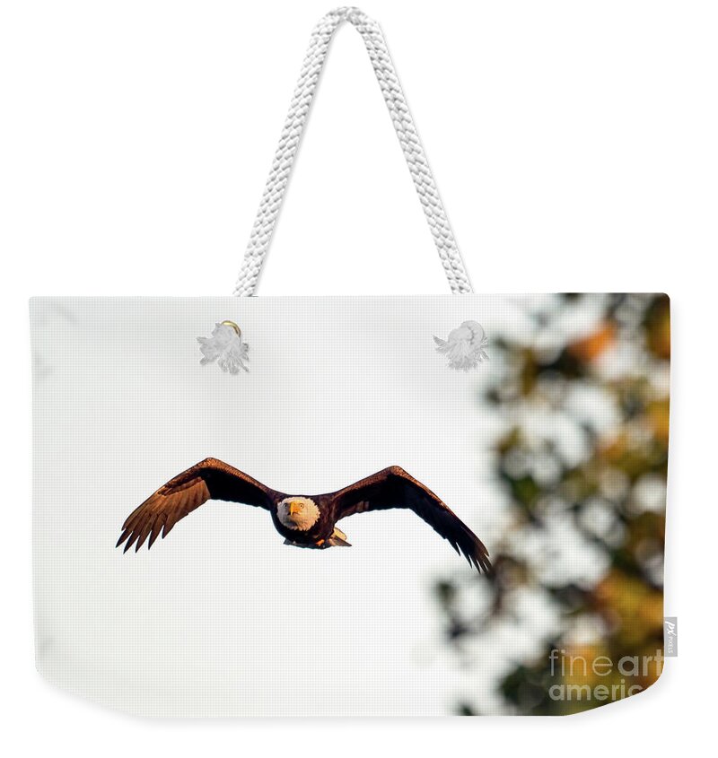 Bald Eagle Weekender Tote Bag featuring the photograph Incoming by Sam Rino