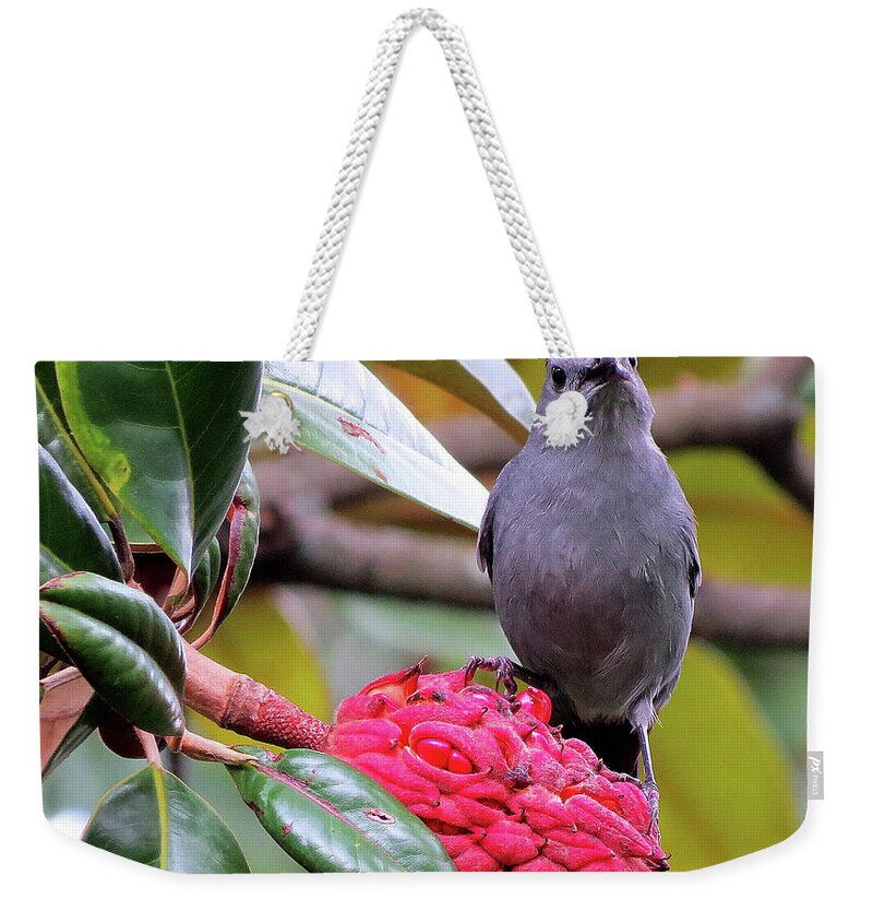 Gray Catbird Weekender Tote Bag featuring the photograph Indignant Gray Catbird Having Breakfast by Linda Stern