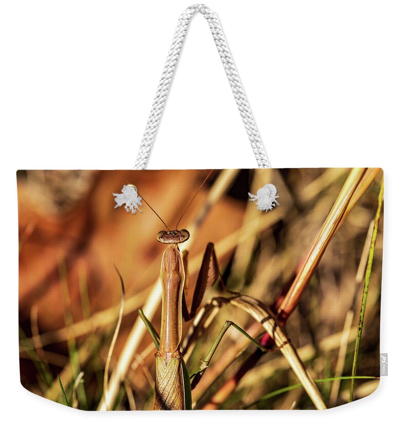 Animals Weekender Tote Bag featuring the photograph Nature Photography - Mantis by Amelia Pearn